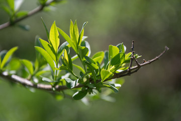 a branch with green leafes