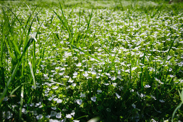 Naklejka premium green grass and white flowers