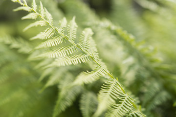 A leaf of a fern in detail.