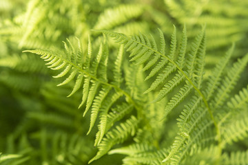 A leaf of a fern in detail.