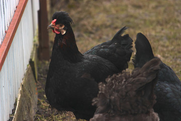 poor chicken walking around without feathers