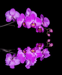 Fototapeta na wymiar Orchid phalaenopsis on black