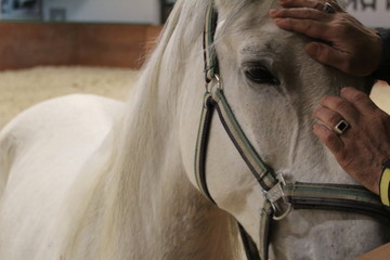 The eyes of the horse,horses.Photo of a pet close-up.