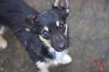 sad puppy on the street