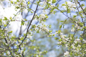 Image of Apple Blossom natural background, spring white flowers