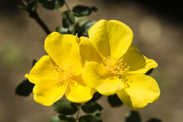 Rose flowers in full bloom