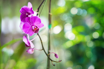 Fototapeta na wymiar Beautiful of Orchid flower in tropical garden with green light bokeh background.