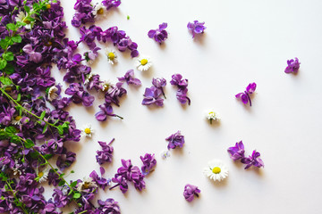 Syringa vulgaris on a white background