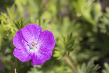 Purple geranium cranesbill detailed in a green grass