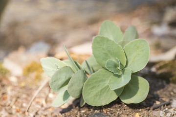 Succulent plant on a rock with an orange background