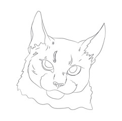 cat portrait, lines, vector,