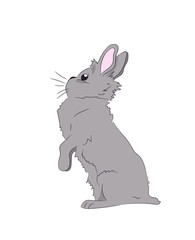 hare sits vector