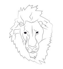 lion portrait, lines, vector