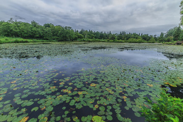 夏のいもり池の風景