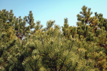 Close up on a branches of Pinus mugo tree commonly known as creeping pine or dwarf mountainpine or simply mugo pine
