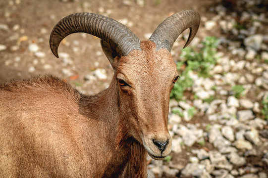 Portrait of Ammotragus lervia caprid commonly known as Barbary sheep