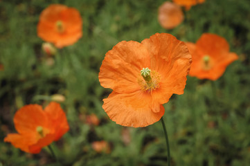 Papaver atlanticum flowers in the garden, commonly known as Atlas poppy