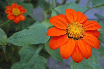 Details of Tithonia rotundifolia flower in the garden commonly known as Red or Mexican sunflower