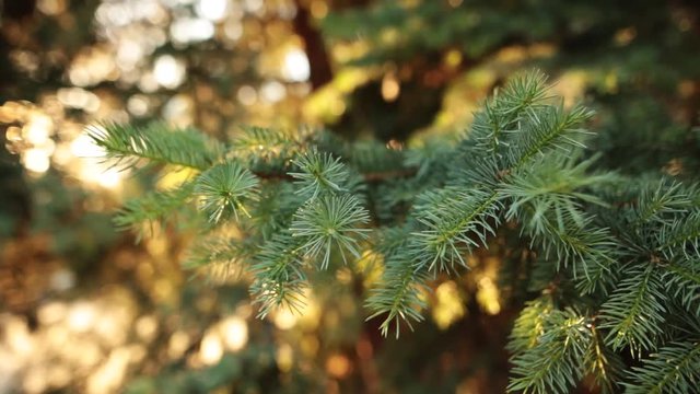 Details of fresh green conifer branch with sunrays and flare.