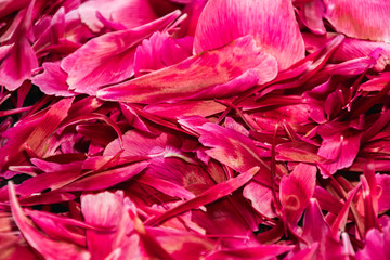 pink flower petals