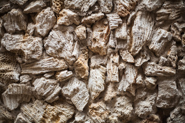 pared de coral con textura 