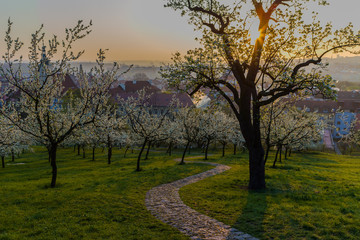 Prague cityscape. A beautiful spring morning when the gardens blossom on Petrin hill in Prague, Czech Rupublic 