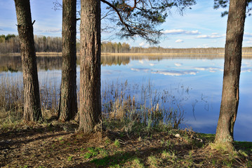 Nature landscape with forest lake in background and pines in foreground. Novgorod region, Russia. - 207510670