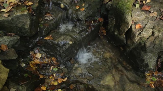 Forest stream in yellow fallen leaves.