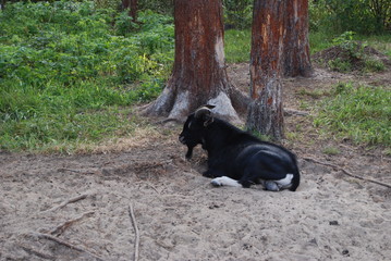 Black goat, zoo in Orel woodland, Russia