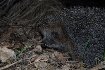 Naklejka premium hedgehog