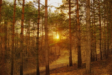  sunset in a pine forest
