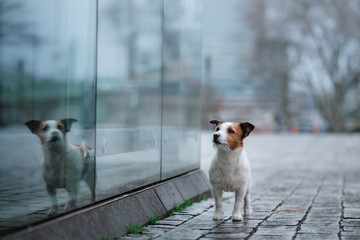 dog is alone in the city at the rain. Jack Russell Terrier in Europe. pet in town