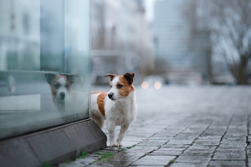 dog is alone in the city at the rain. Jack Russell Terrier in Europe. pet in town