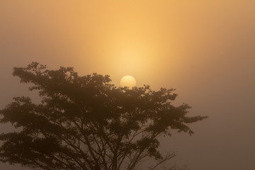 Mist Sunrise