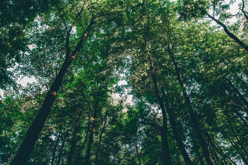 Scenery of treetop in the green dense forest