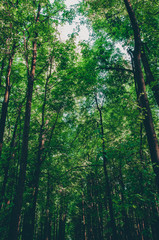 Fototapeta na wymiar Treetops in the green morning forest