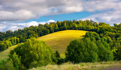 grassy meadow on a forested hill. lovely nature scenery under the cloudy sky