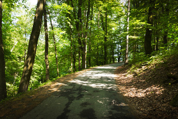Obraz premium Road in summer forest