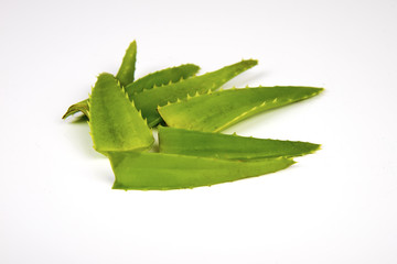 green leafs of aloe vera plant isolated on white