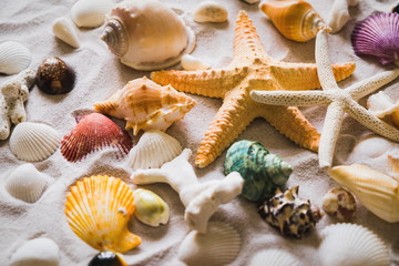 Fototapeta na wymiar Summer beach with a lot of seashells, starfish and sand as background. Sea shells. Travel and summer concept.