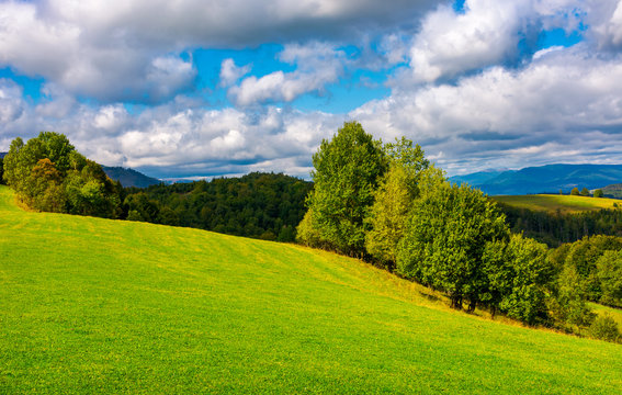 beautiful grassy meadow on hillside in mountains. row of trees on the edge of a hill under the gorgeous cloudy sky