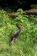 Cigogne noire cherchant de la nourriture, black storck