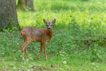 Chevreuil boisé de profil, brocard, roe deer