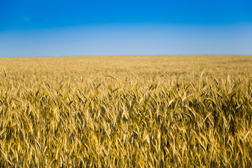 Golden rye field and sunny day