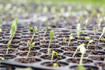 sapling cucumber on tray. agriculture concept