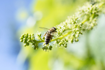 honey bee on a ripening grape fruits
