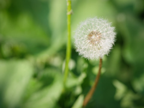 Dandelion seed background. Selective focus with shallow depth of field.