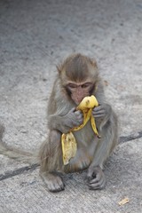 Monkey,  it is in KUM PHA WA PI park,  at UDONTHANI province THAILAND.