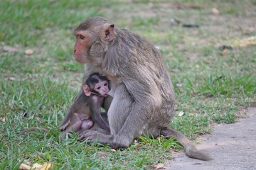 Naklejka na ściany i meble Monkey, it is in KUM PHA WA PI park, at UDONTHANI province THAILAND.