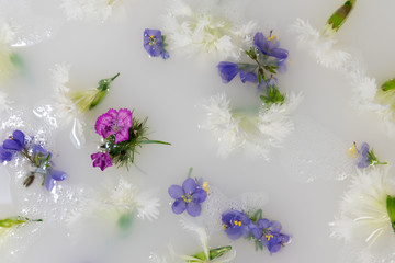 white and purple flowers with green leaves in white water
